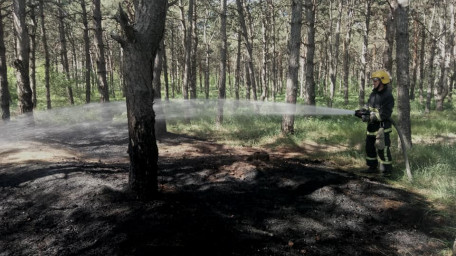 Вчора вогнеборці у 4-х випадках гасили лісові пожежі